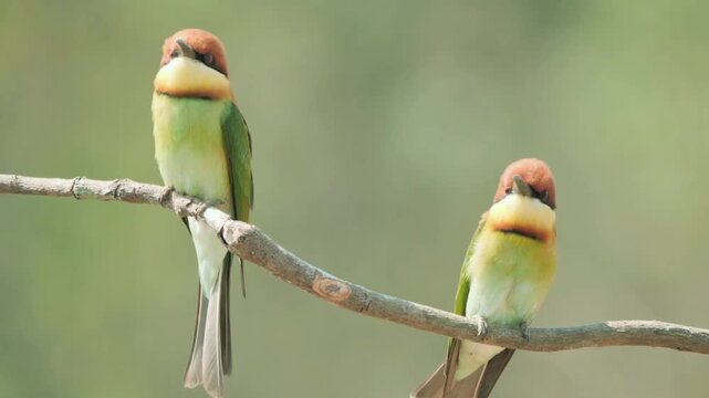 Two colorful bee eater birds perched on a natural tree branch outdoors