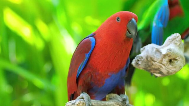 Vibrant red and blue parrot perched on natural wooden branch outdoors