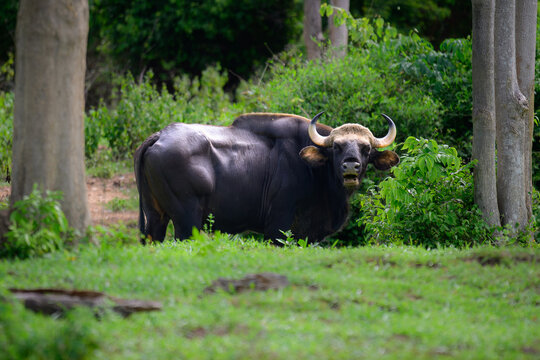 A massive muscular gaur standing on a green grass field near lush bushes, turning its head to look directly at the camera in its natural forest habitat.