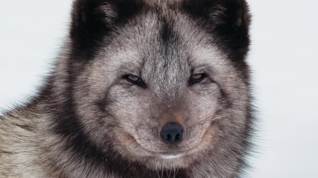 Extreme close up of an Arctic fox (Vulpes lagopus) Looking into the Camera at polar park of scandinavia.