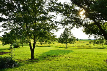 Grass and Trees in a Yard © Steve