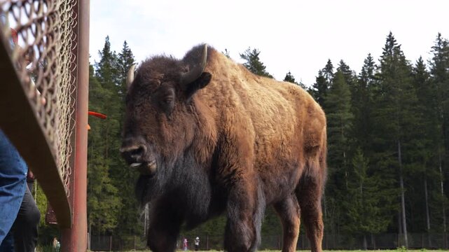 Epic hybrid zubrbizon wallowing in dust cloud wildlife animal panorama. 
Cinematic view of big wild bison buffalo bulls rolling on ground, 
furry mammal herd grazing on field near pine forest.
