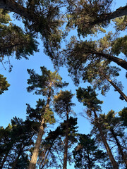 Fototapeta premium Looking Up Through Towering Pine Forest Canopy on a Clear Blue Sky Day