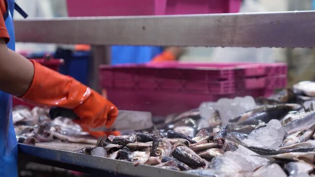 Worker cleaning and preparing raw fish in a seafood processing plant, Manual fish processing and sorting in a commercial facility, Fresh seafood preparation for canning in industrial factory setting