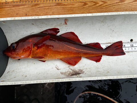 Species at Risk, Golden cod, from the Gilbert Bay Marine Protected Area, Labrador, Canada.