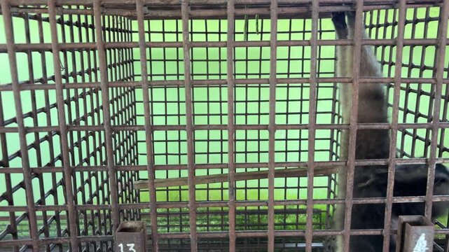 Behavior of the White-bearded Gibbon (Hylobates albibarbis) in the transit cage.