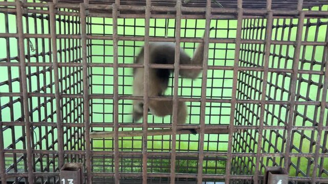 Behavior of the White-bearded Gibbon (Hylobates albibarbis) in the transit cage.