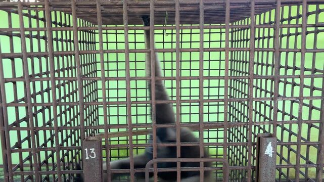Behavior of the White-bearded Gibbon (Hylobates albibarbis) in the transit cage.