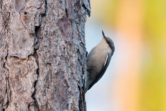 A brown-headed nuthatch (Sitta pusilla) in the early morning light on a pine tree in south Florida
