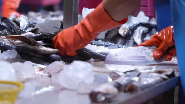 Factory worker wearing orange safety gloves using knife to fillet fresh fish in seafood processing line, Close-up of manual seafood preparation and filleting process in a large-scale food factory