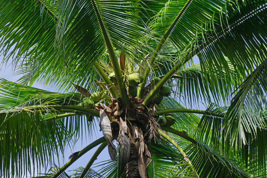 young coconuts on coconut tree