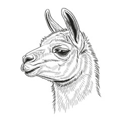 Fototapeta premium Black and White Detailed Lama Head Drawing
