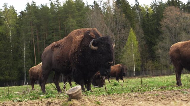 Epic hybrid zubrbizon walking profile close up wildlife animal portrait. 
Cinematic vertical view of big wild bison buffalo bull head, 
furry mammal coat, horn and taiga forest background.
