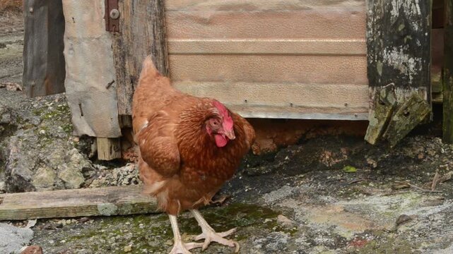 A Hen Developing Walking Disability