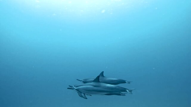 Slow motion video of a pod of spinner dolphins swimming through crystal clear blue water off the west coast of Oahu, Hawaii, United States.
