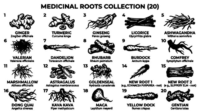 Medicinal Roots Collection Featuring 20 Different Types of Roots with Names and Scientific Labels Featuring Illustration, Vector