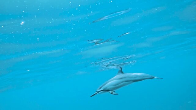 Slow motion video of a spinner dolphin gliding through crystal clear blue water off the west coast of Oahu, Hawaii, United States.