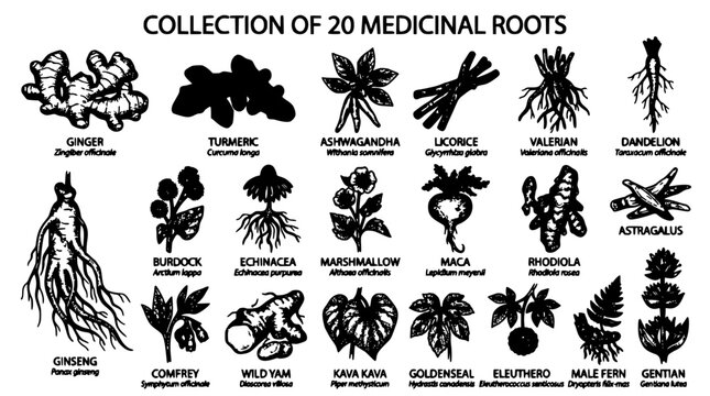 Medicinal Roots Illustration Featuring 20 Different Types of Roots with Names and Scientific Labels Featuring Ginger, Turmeric