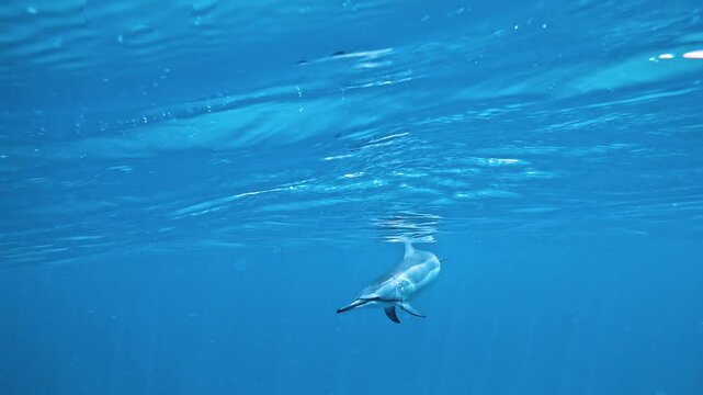 Slow motion video of a spinner dolphin gliding through crystal clear blue water off the west coast of Oahu, Hawaii, United States.