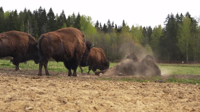Epic hybrid zubrbizon wallowing in dust cloud wildlife animal panorama. 
Cinematic view of big wild bison buffalo bulls rolling on ground, 
furry mammal herd grazing on field near pine forest.

