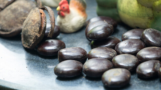 Close-up of glossy brown Entada gigas seeds on a dark surface.  A macro shot showcasing a cluster of smooth, glossy, dark brown Entada gigas seeds (commonly known as sea hearts, African dream herbs