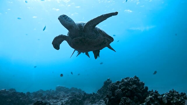 Slow motion video of a green sea turtle swimming through crystal clear blue water off the west coast of Oahu, Hawaii, United States.