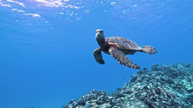 Slow motion video of a green sea turtle swimming through crystal clear blue water off the west coast of Oahu, Hawaii, United States.