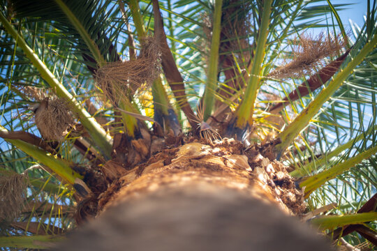 View looking up from the base of a palm tree to its green frond against a bright blue sky, tropical destination, exotic summer nature.