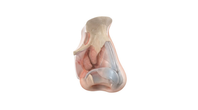 Human Elbow Joint Anatomy Medical Illustration.