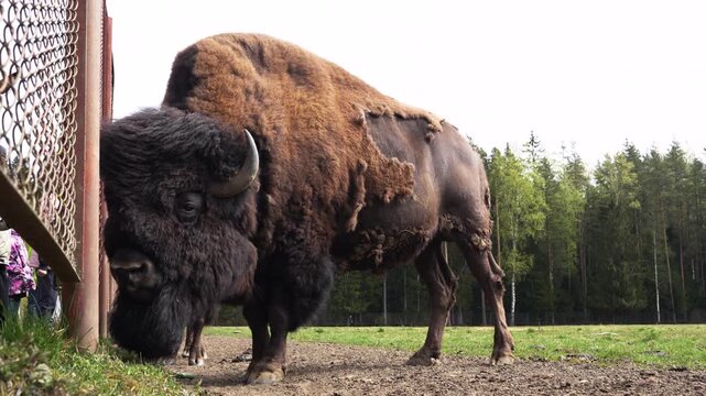 Epic hybrid zubrbizon wallowing in dust cloud wildlife animal panorama. 
Cinematic view of big wild bison buffalo bulls rolling on ground, 
furry mammal herd grazing on field near pine forest.
