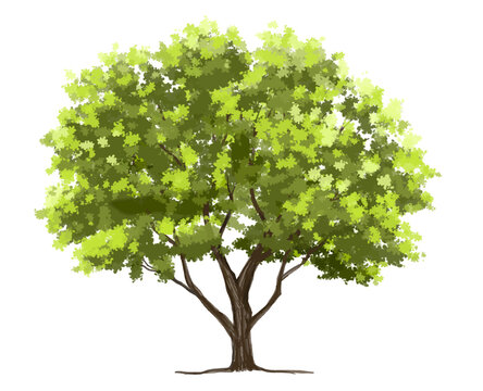 Vector watercolor green tree or forest side view isolated on white background for landscape and architecture drawing,elements for environment or garden,botanical element for exterior section in spring