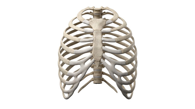 Human Rib Cage Anatomy Illustration.