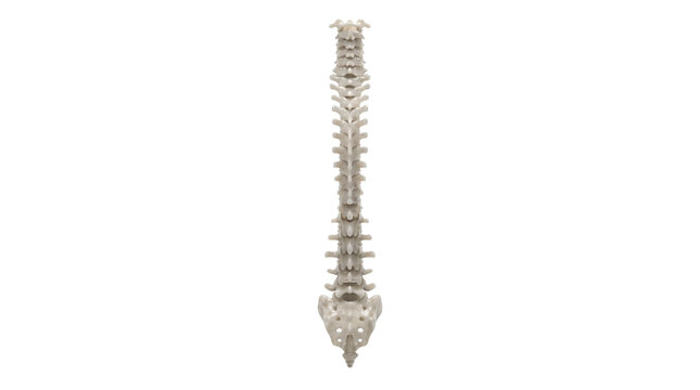 Human spine anatomy isolated on white background.