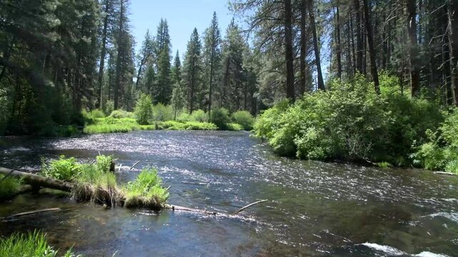 Scenic Metolius River Channel Surrounded by Native Vegetation