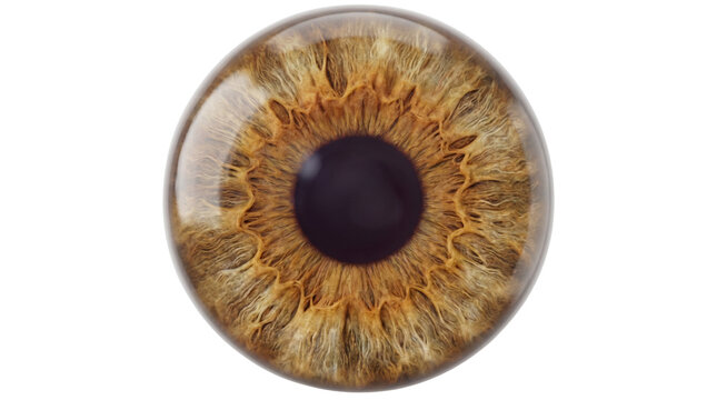 Close up macro view of a human brown iris with intricate details and a dark pupil.