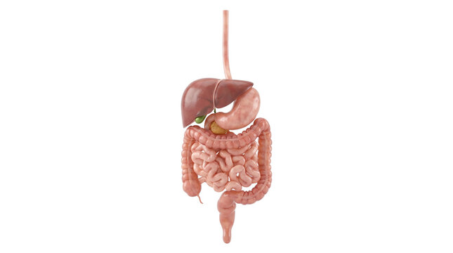 Human Digestive System Anatomy Illustration.