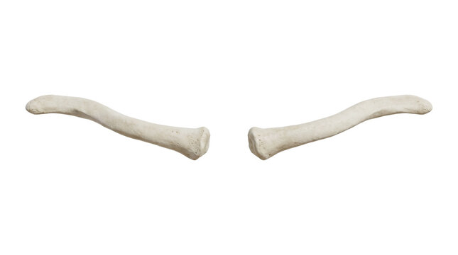 Human Clavicle Bones Isolated on White Background.