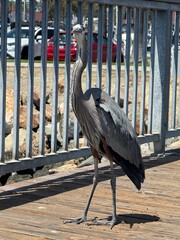 Fototapeta premium Great Blue Heron