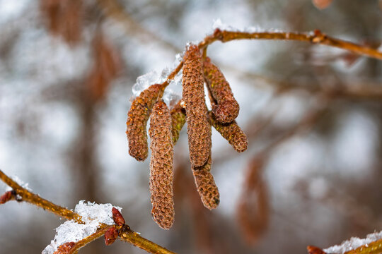 Close-up of brown hazel catkins hanging on a delicate branch covered in fresh sparkling winter snow, macro view of seasonal nature plant awakening in cold frosty weather outdoors