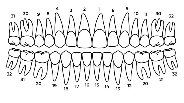 Detailed diagram of human dentition with numbered teeth for dental identification. Vector illustration. Isolated on a white background.