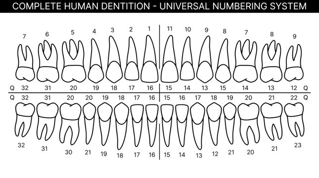Complete human dentition universal numbering system diagram.