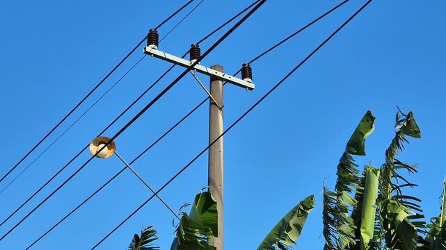 Utility power pole with electrical lines above tropical banana plants under clear blue sky