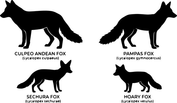 Andean Fox and Pampas Fox Silhouette Set &ndash; South American Wildlife, Canine Animal Icons