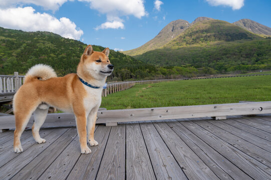 大分県　九重連山の三俣山を背景にタデ原湿原に立つ可愛い柴犬