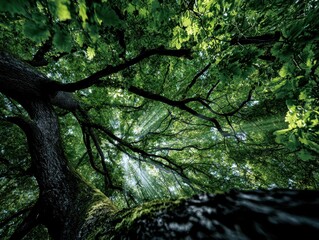 Fototapeta premium Sunlight rays streaming through the canopy of a majestic old oak tree