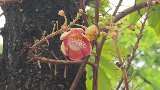 The flower of the Sal tree.
