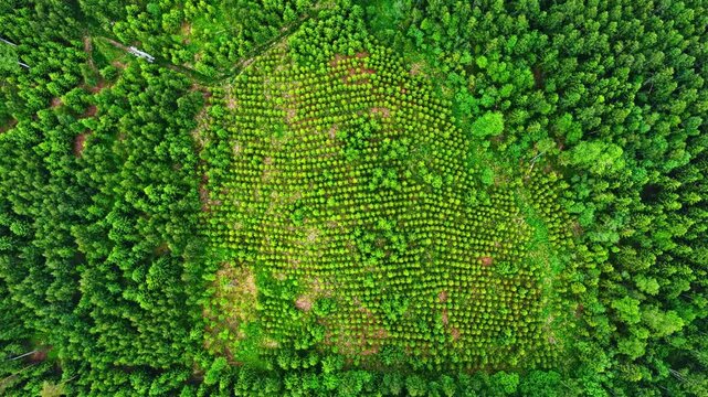 Aerial top view of young tree plantation bordered by dense green forest canopy, drone pan across deforestation section with neat planting rows