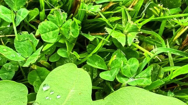 Close view of green clover leaves and grass covered with morning dew outdoors, tilt down to single large leaf balancing water droplets