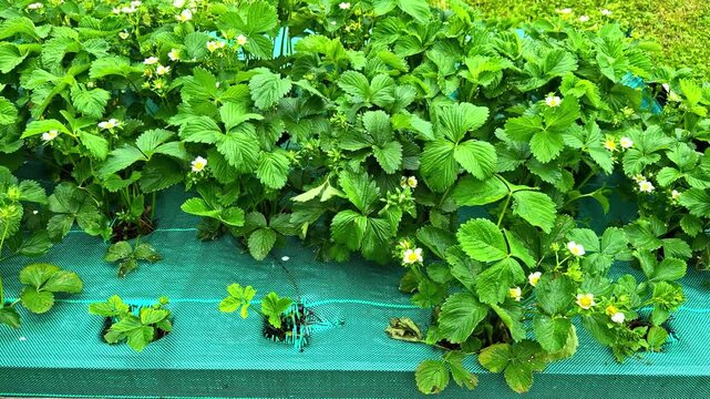 Healthy strawberry plants with white flowers thriving in a raised garden bed outdoors