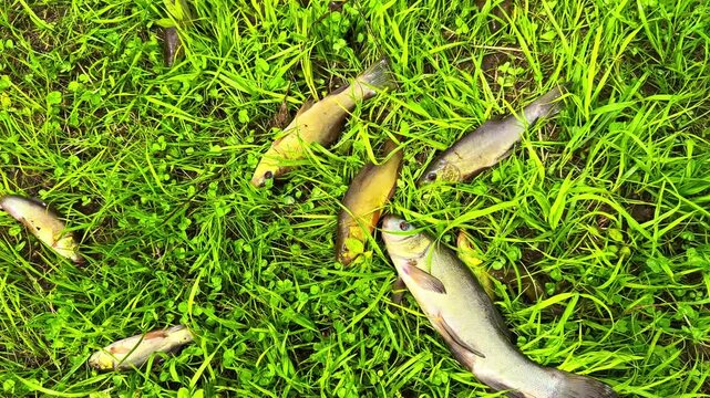 Dead fish scattered across wet grass after water overflow, showing environmental impact